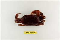 藏品(圓形圓盤蟹)的圖片